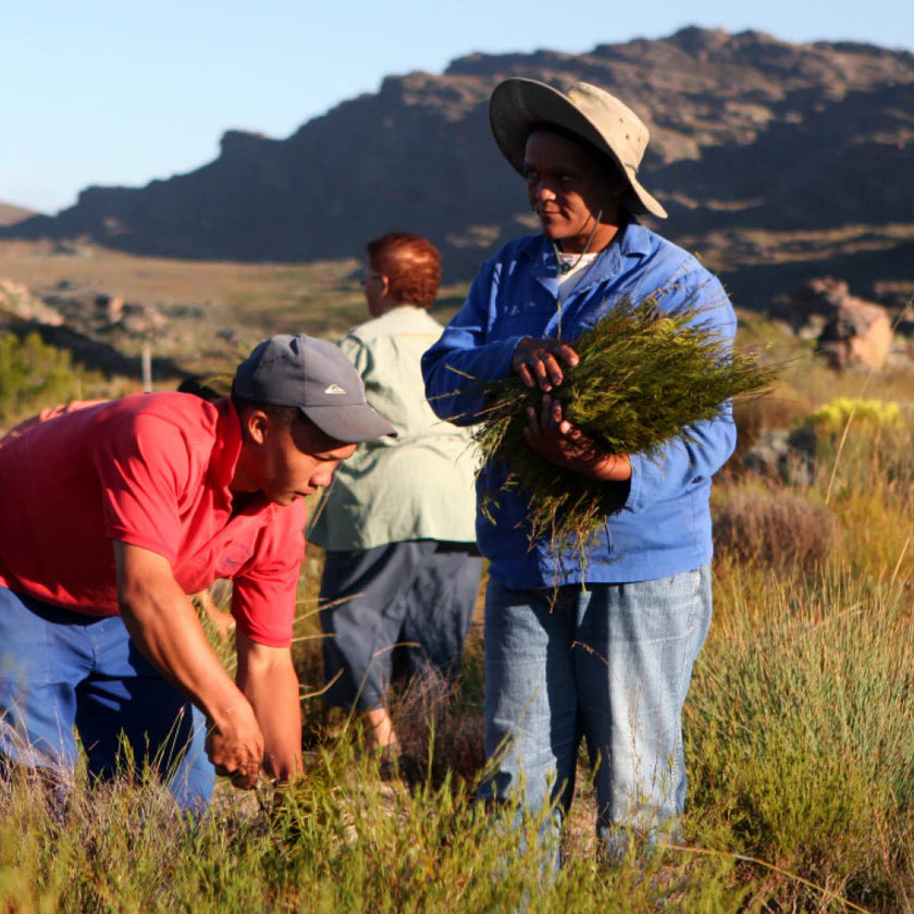 Three people working together in a field with mountains in the background