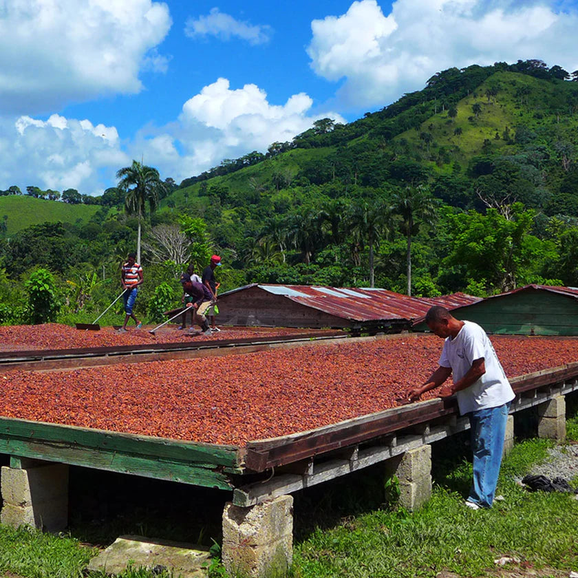 Farmers working with cacao on a raised platform in a rural setting with green hills and blue sky.